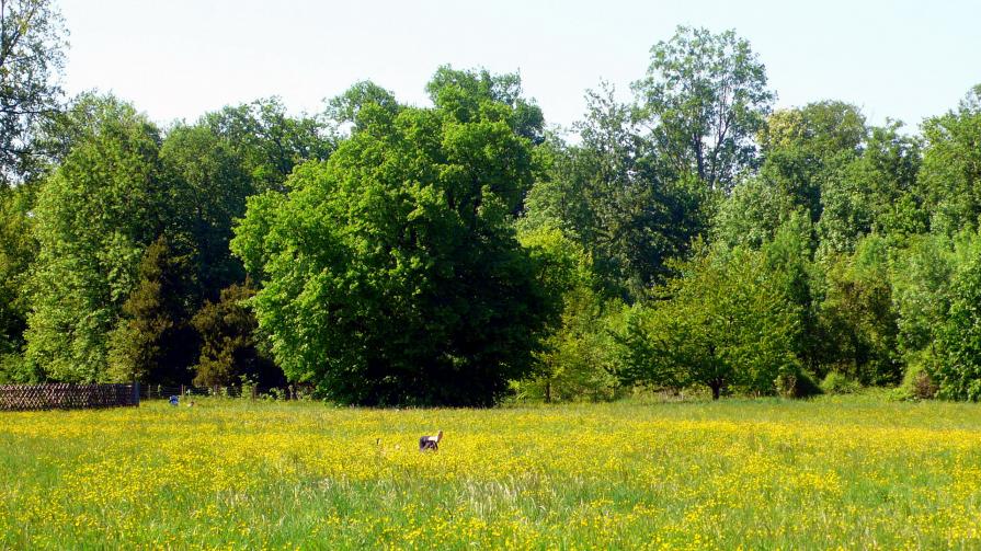 Le bonheur est dans le près