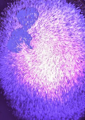 mater(zoopolitica) mater(zoopolitica)