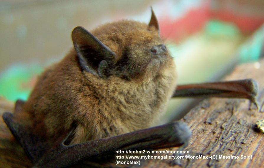 Il pipistrello