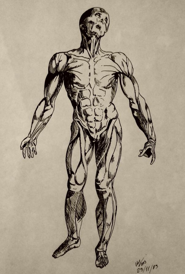 Studio anatomico