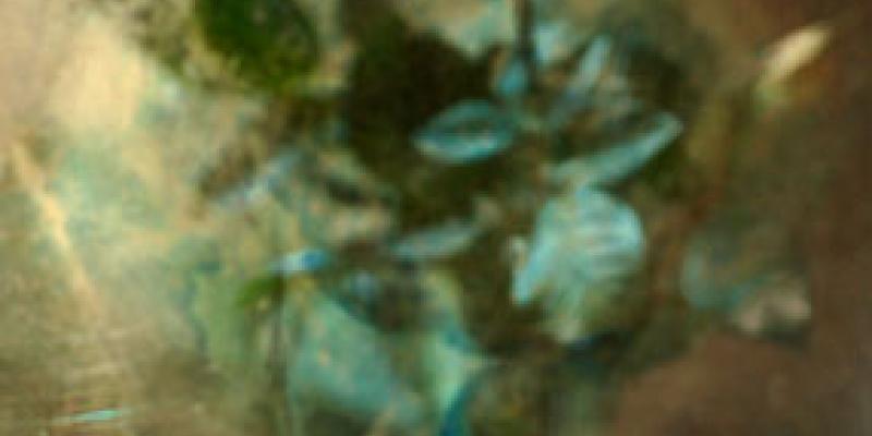 TELA DEL MESE TELA DEL MESE