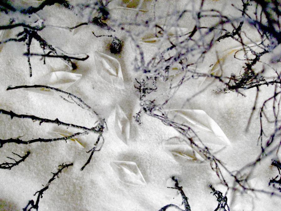 On the shore of a sea of tears _particolare_(Strychnin gallery London 2008)