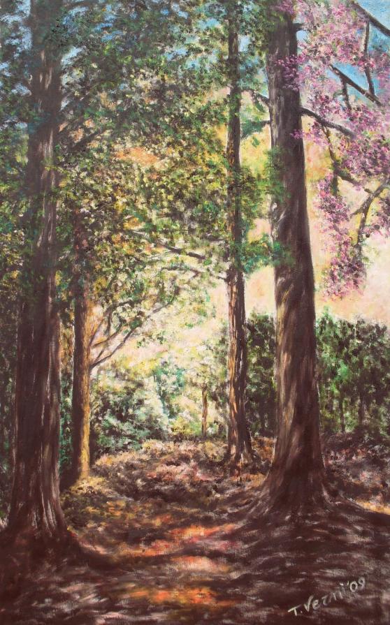 Alberi in controluce