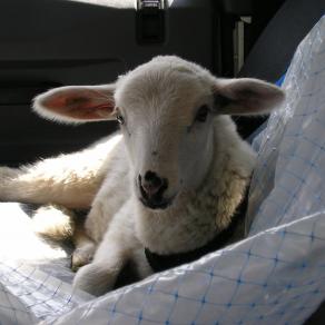 NON MANGIATEMI!!!(sono un agnello qualunque)