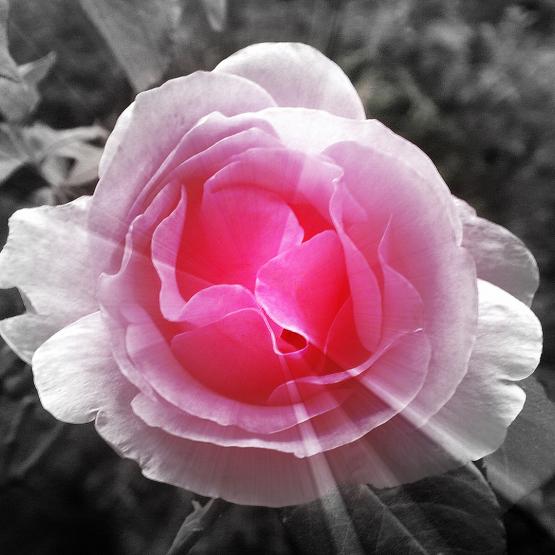 Le Petit Prince a dit...