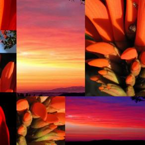 E.C. (coral tree) at  S.R. (sun rise)