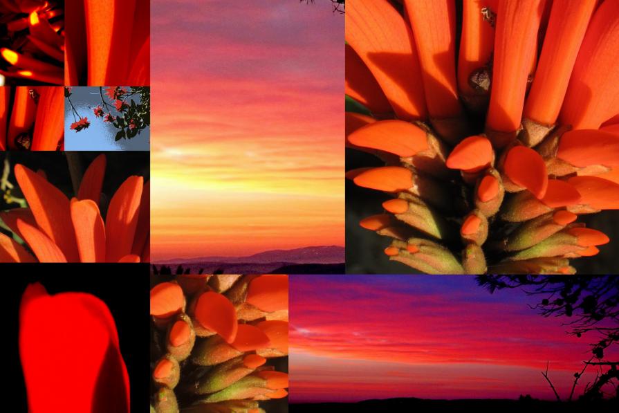 E.C. (coral tree) at  S.R. (sun rise)