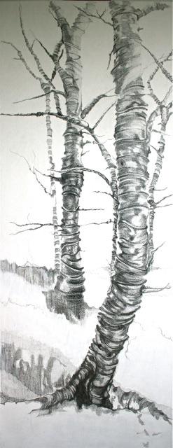 The silver birch