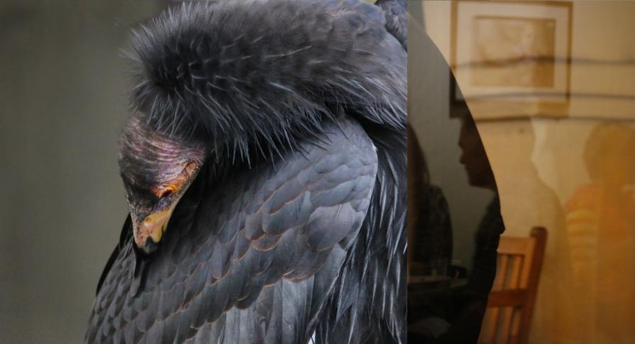 CONDOR CONNECTION CONDOR CONNECTION