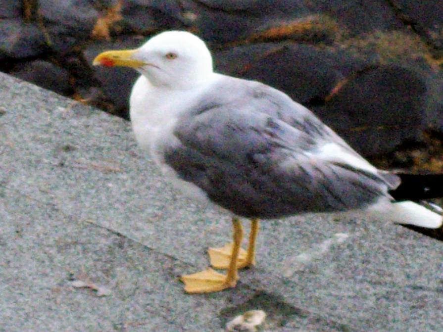 I FLASH by Tigrotta !!! 11 