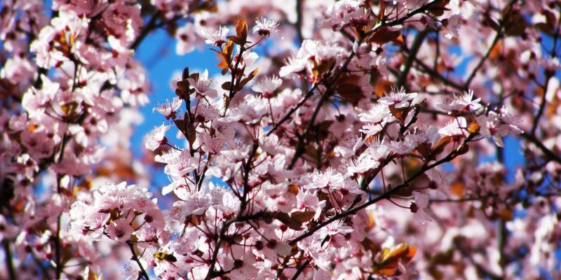 "World Poetry Day": my collections published