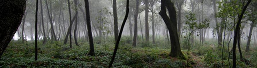 oak forest at cetinale