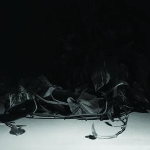 Untitled (scindapsus aureus)