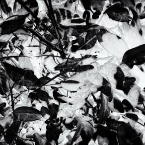 Dietro la siepe del mio egoismo 