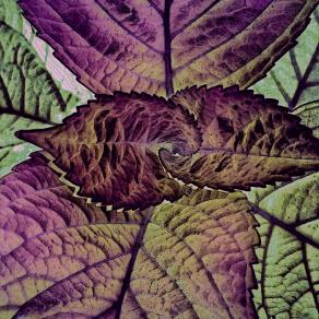 Spirale della Natura