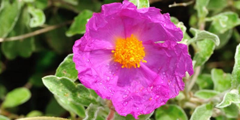 FLORA DI BASILICATA: presentazione a Forenza - sabato 4 giugno 2016 - ore 19,00 - “Masserie del Falco” - Il Borgo delle Emozioni - Contrada Reddito degli Angeli - FLORA DI BASILICATA: presentazione a Forenza - sabato 4 giugno 2016 - ore 19,00 - “Masserie del Falco” - Il Borgo delle Emozioni - Contrada Reddito degli Angeli -