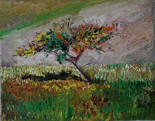 melo selvatico (venduto)