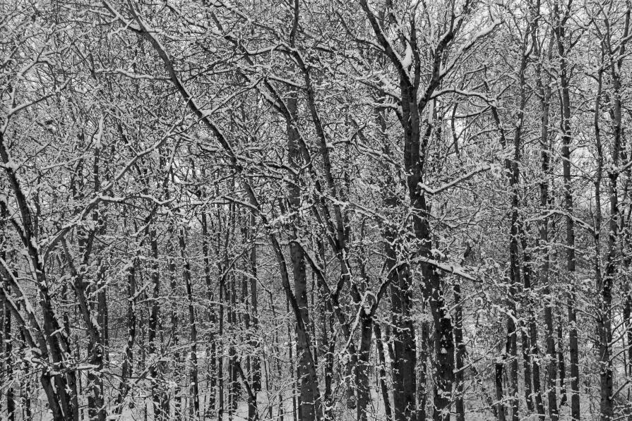 Winter Woods II