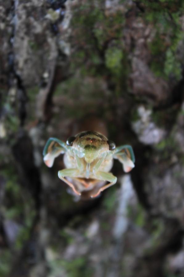 (that summer I fell in love)