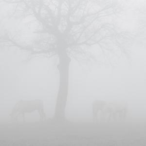 Nature in conflict (Massimo Goina e Fabiola Faidiga)