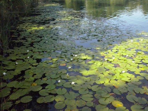 Ninfee