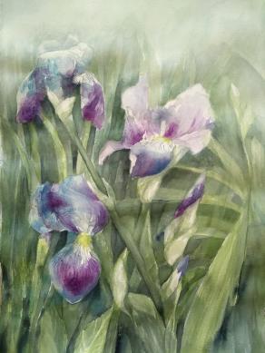Iris