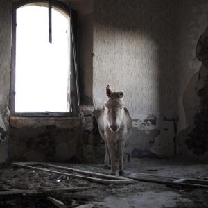 Supercalifragilistic – Mistaken Landscapes