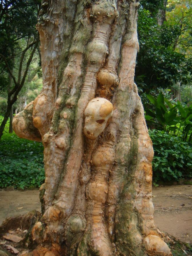 FOREST FACES 1 FOREST FACES 1