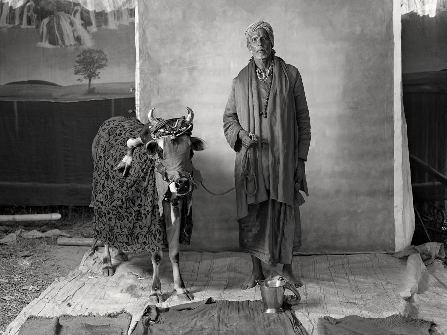 HOLY (RITUALISTIC) BRAHMIN WITH DEFORMED COW, $20 WEEKLY, 2012 HOLY (RITUALISTIC) BRAHMIN WITH DEFORMED COW, $20 WEEKLY, 2012