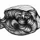 Spiral Fish