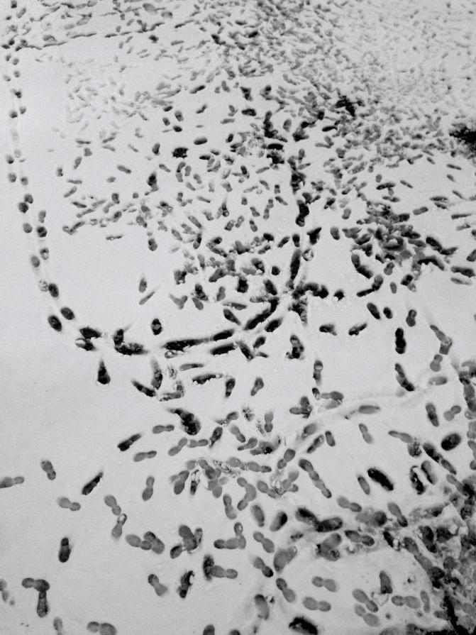 Le tracce del presente