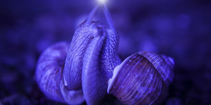 Contemporary Art Gallery Online Announces an International Call for Artists to Participate in the 6th Annual 2019 “ALL Animal” Competition & Exhibition.