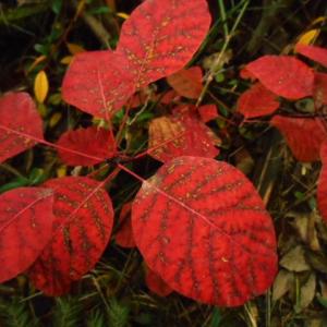 A VOLTE BASTA UNA FOGLIA...