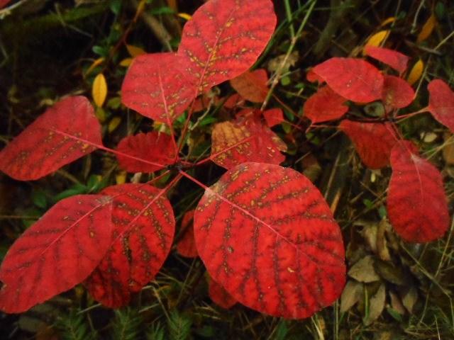 A VOLTE BASTA UNA FOGLIA...