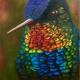 Hummingbird
