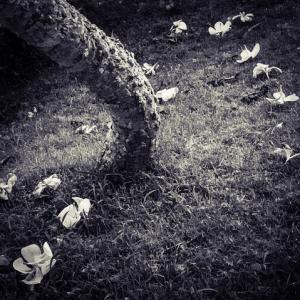 Barbara Luisi | India – Secret Garden