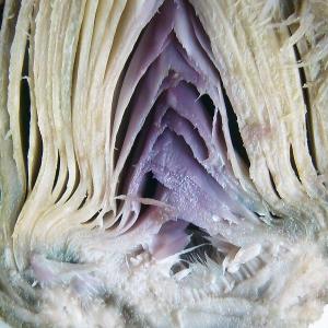 MICROSTORIE DI CIBO-ARTE VISIVE E LETTERATURA MICROSTORIE DI CIBO-ARTE VISIVE E LETTERATURA