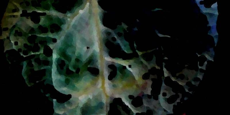 NOW ON - The Final Auction