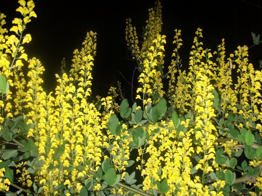 " IL SOGNO DEL MAGGIOCIONDOLO" " IL SOGNO DEL MAGGIOCIONDOLO"