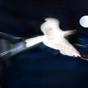 spicco  il volo da Pantelleria  per l'autostrada del sole.? o della luna,verso casa..