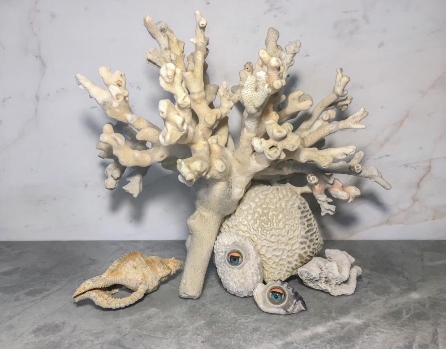 Memento Corallium-still life, still beautiful