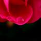 L'ultima goccia nell'ultimo petalo  - The last drop in the last petal -