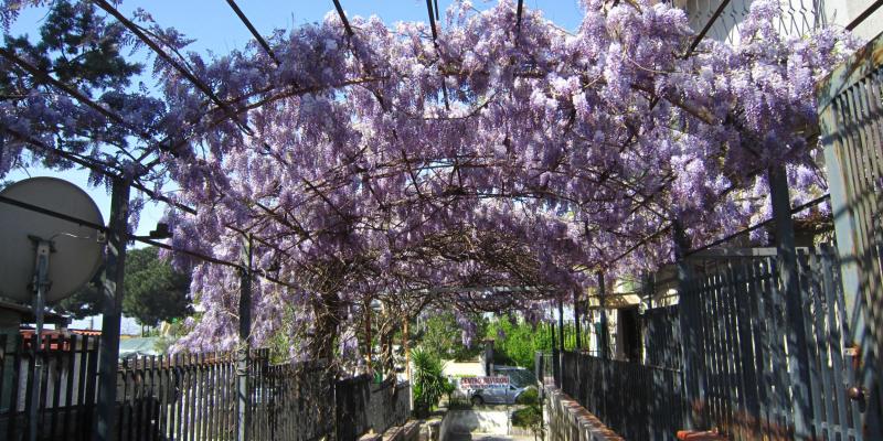 wisteria