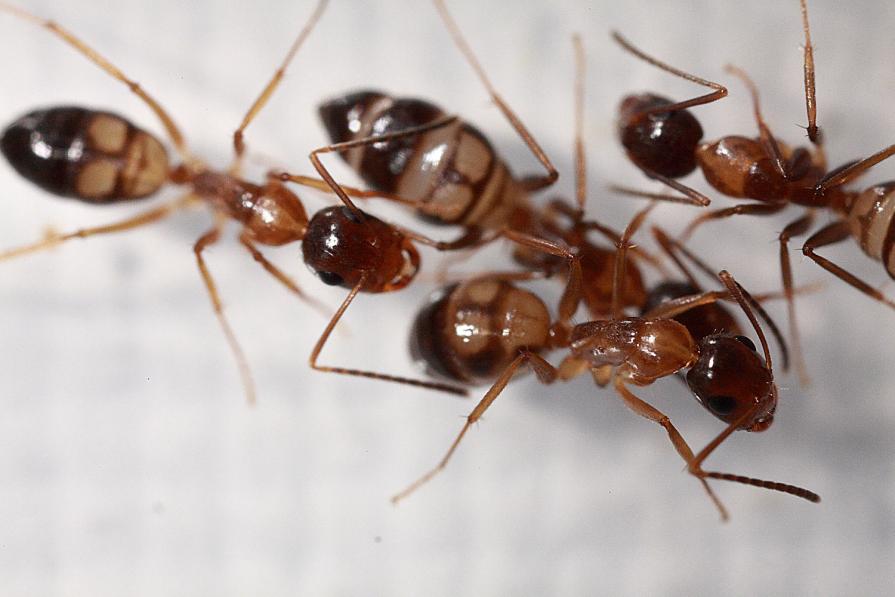 Ant is artist_Let's Go! Ant is artist_Let's Go!