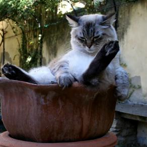 me gusta la siesta...