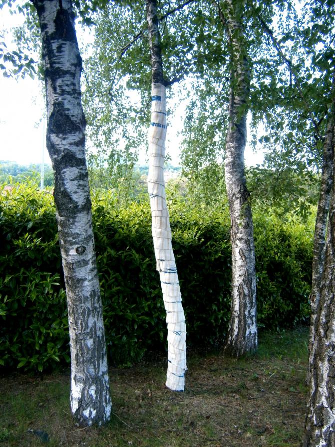 Arbor Vitae Arbor Vitae