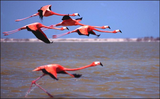 Flamingo, Mexico
