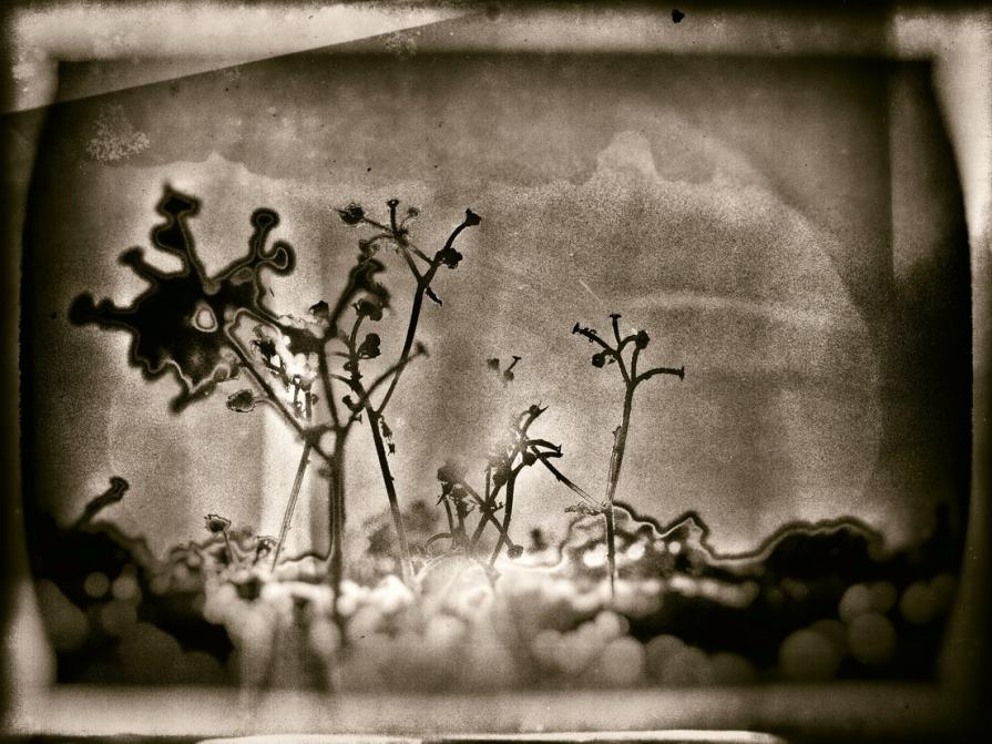 Leggendo i suoni della natura 