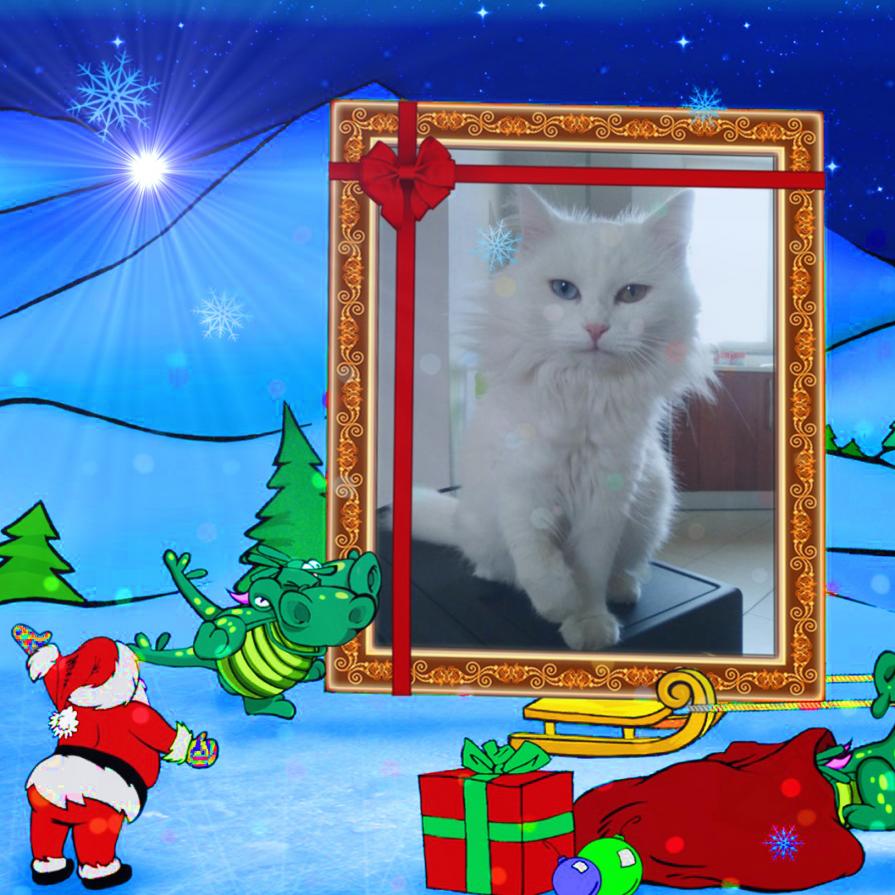 ....LA GATTINA ... FIOCCO DI NEVE ... !!!!