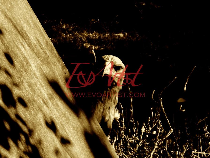 Playing with the eagle